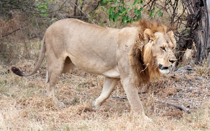 Gender-bending animals: Mmamoriri the lioness is said to exhibit the physical characteristics of both genders.