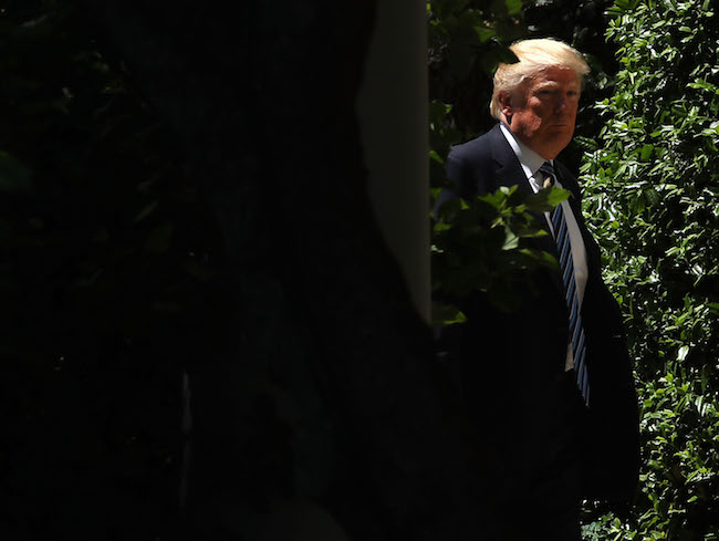 Donald Trump, lurking behind a tree
