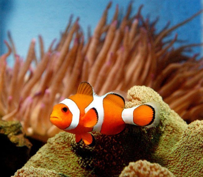 Clownfish that can change sex