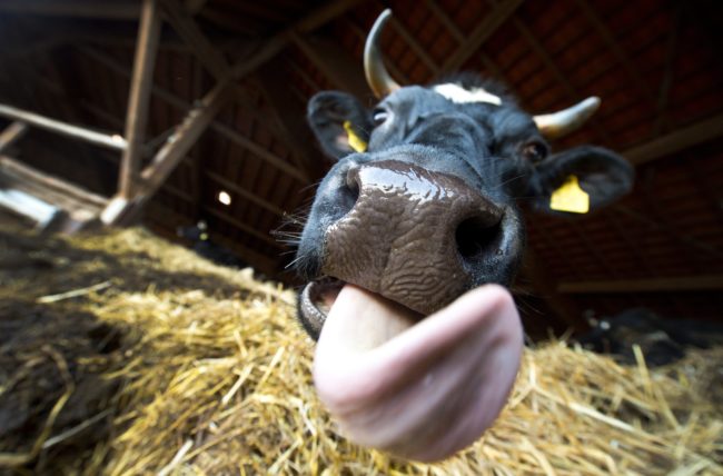 A cow tongue (BORIS ROESSLER/AFP/Getty Images)