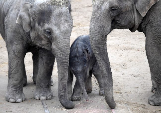 A picture taken on November 9, 2017 shows a one-day old baby Asiatic elephant standing next to his mother Angele, of La Palmyre's zoo in France, and his four-year old sister Asha (L) during his first open-air walk at the elephants enclosure at the Budapest Zoo and Botanical Garden. / AFP PHOTO / ATTILA KISBENEDEK        (Photo credit should read ATTILA KISBENEDEK/AFP/Getty Images)