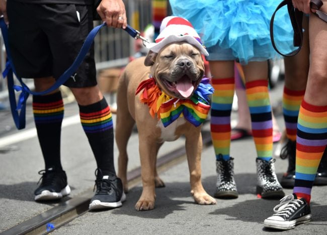 A costumed dog stands along Market Street during the annual Gay Pride Parade in San Francisco, California on June 28, 2015, California on June 28, 2015, two days after  the US Supreme Court's landmark ruling legalizing same-sex marriage nationwide.    AFP PHOTO / JOSH EDELSON        (Photo credit should read Josh Edelson/AFP/Getty Images)