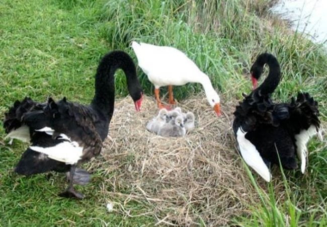 Henry the bisexual Swan and Thomas the blind bisexual goose 