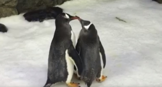 Image result for gay penguins