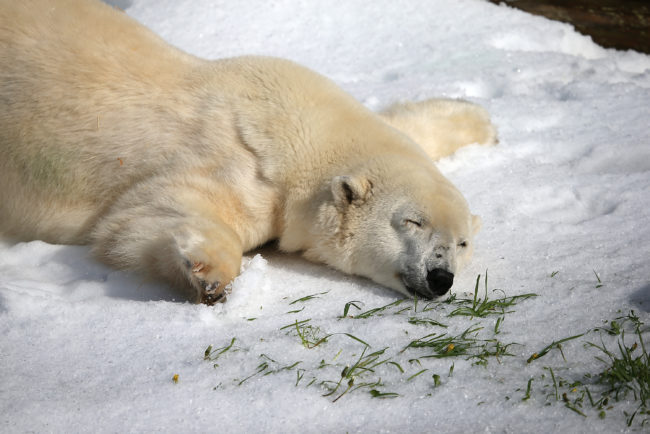 A polar bear, such as the ones depicted in the 'anal sex' Christmas display, plays in the snow.