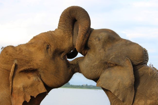 Two elephants kissing