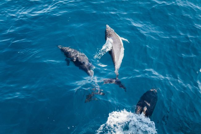 three dolphins 