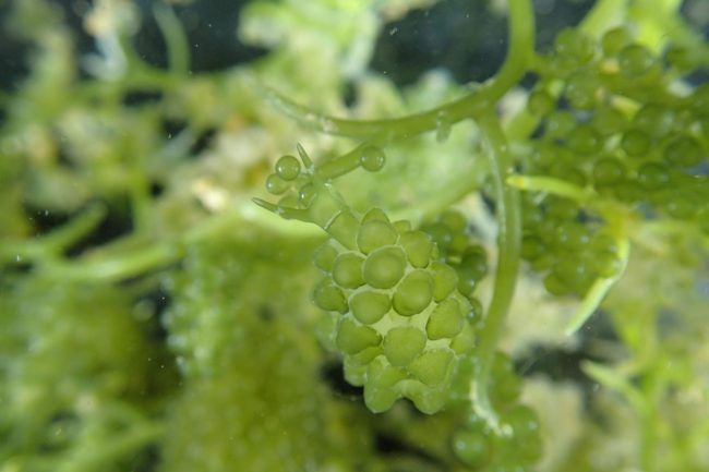Sea slug species Sacoproteus nishae was named after Nisha Ayub