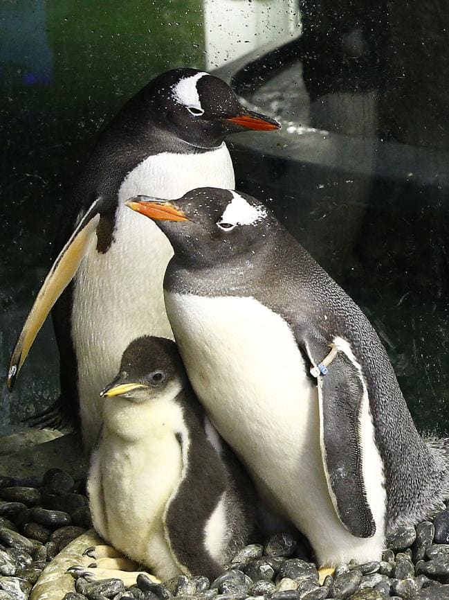 Sphengic pictured with the gay penguin parents after whom she's named.
