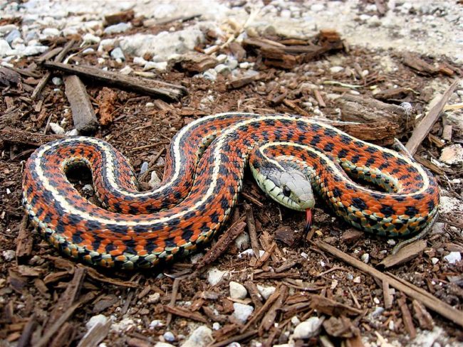 Red-sided garter snake (via Wiki Commons)