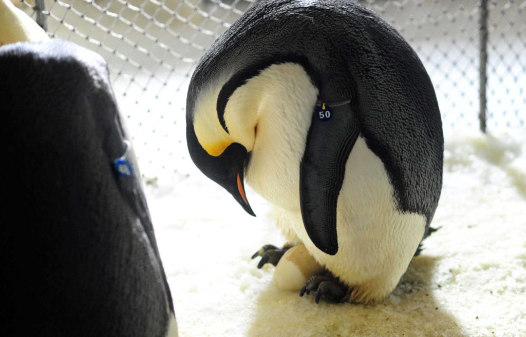 Two Gay Penguins Have Adopted An Egg In Berlin Zoo